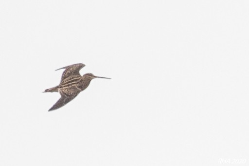 Wilson's Snipe - ML282081781