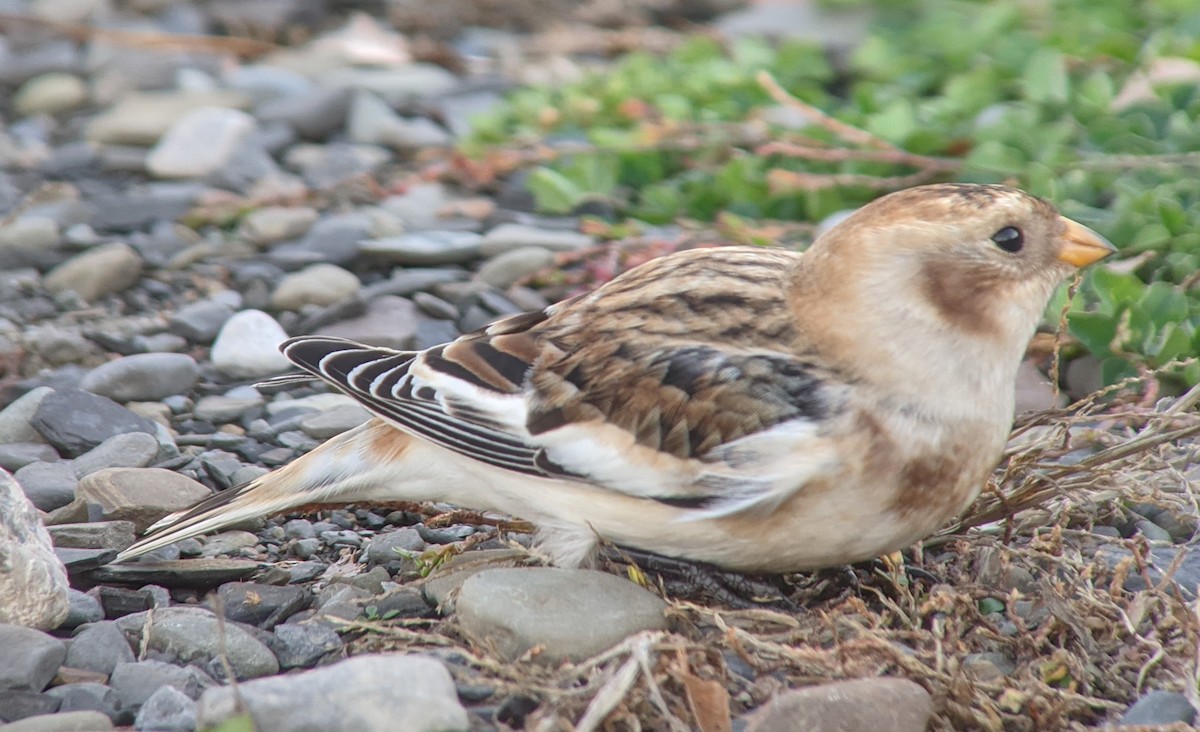 Snow Bunting - ML282082631