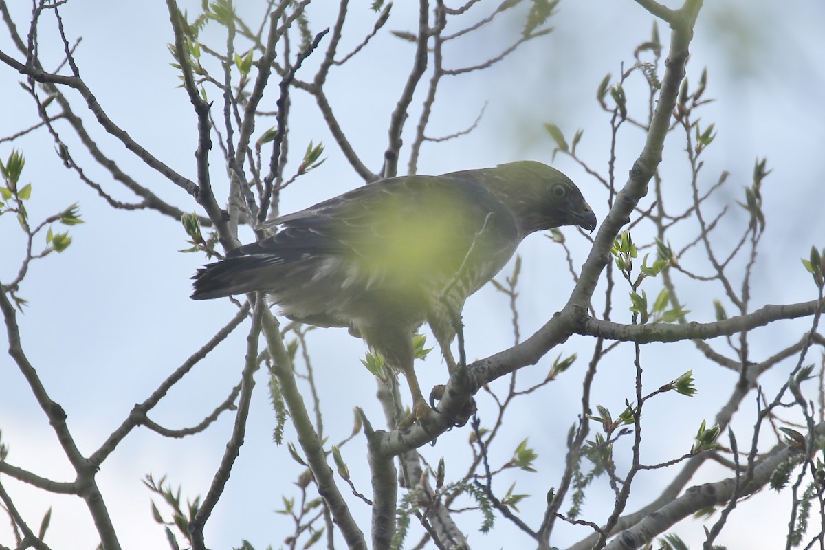 Broad-winged Hawk - Michael  Loyd