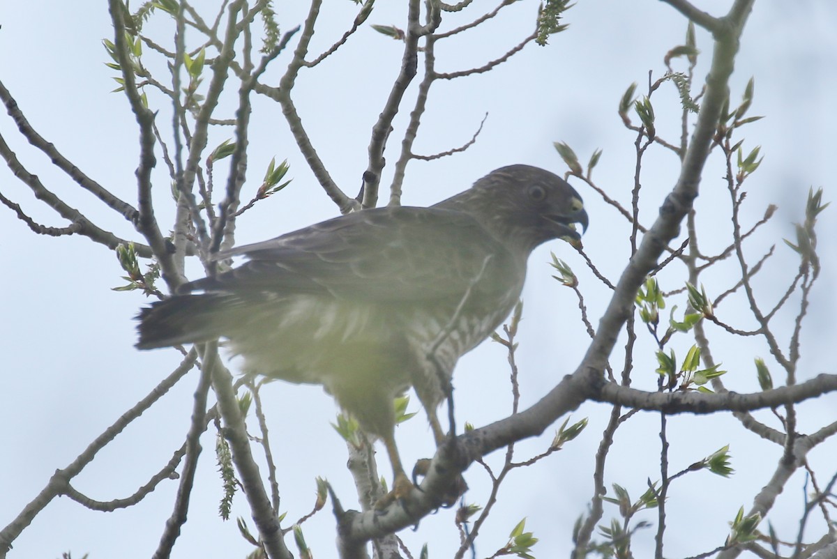 Broad-winged Hawk - Michael  Loyd