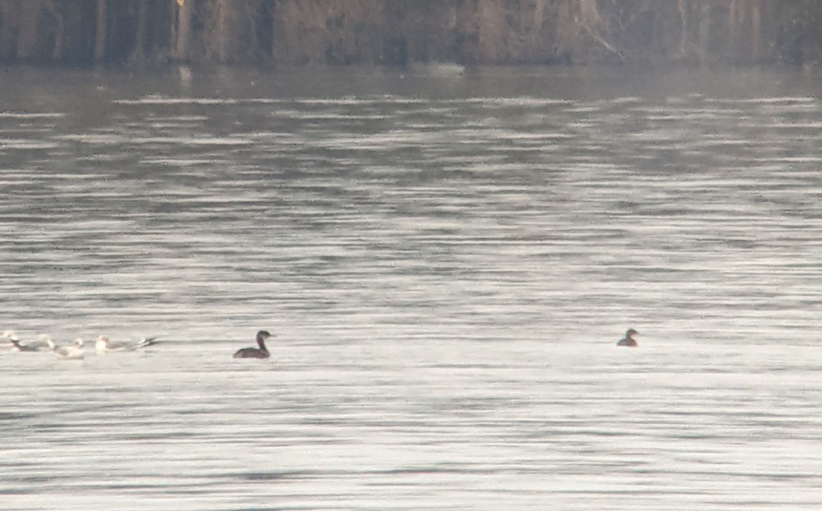 Red-necked Grebe - ML282085851