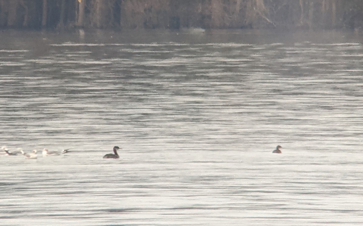 Red-necked Grebe - ML282085851