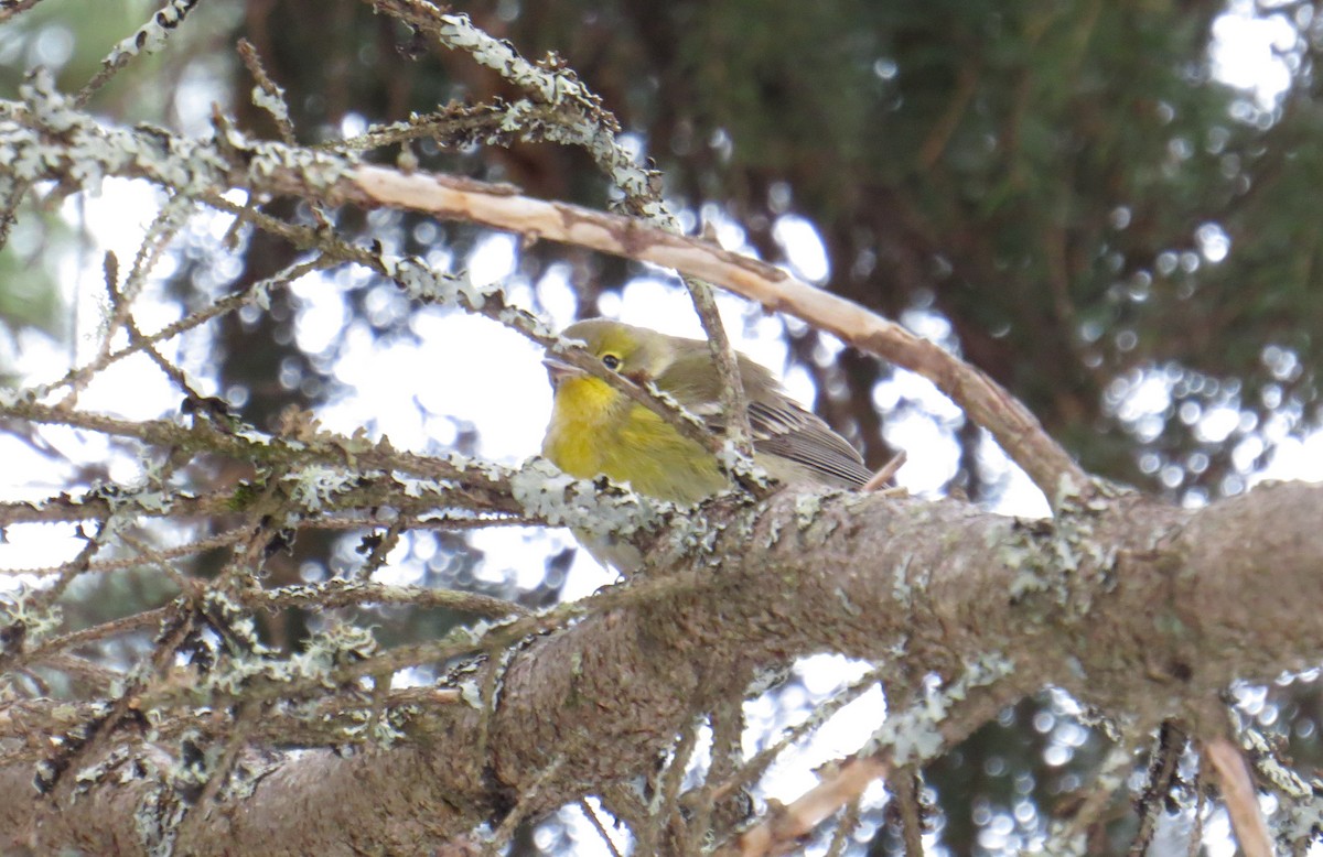 Pine Warbler - ML282087531