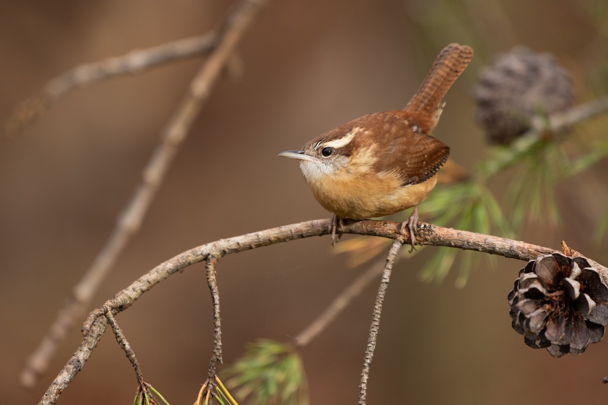 Carolina Wren - ML282091081