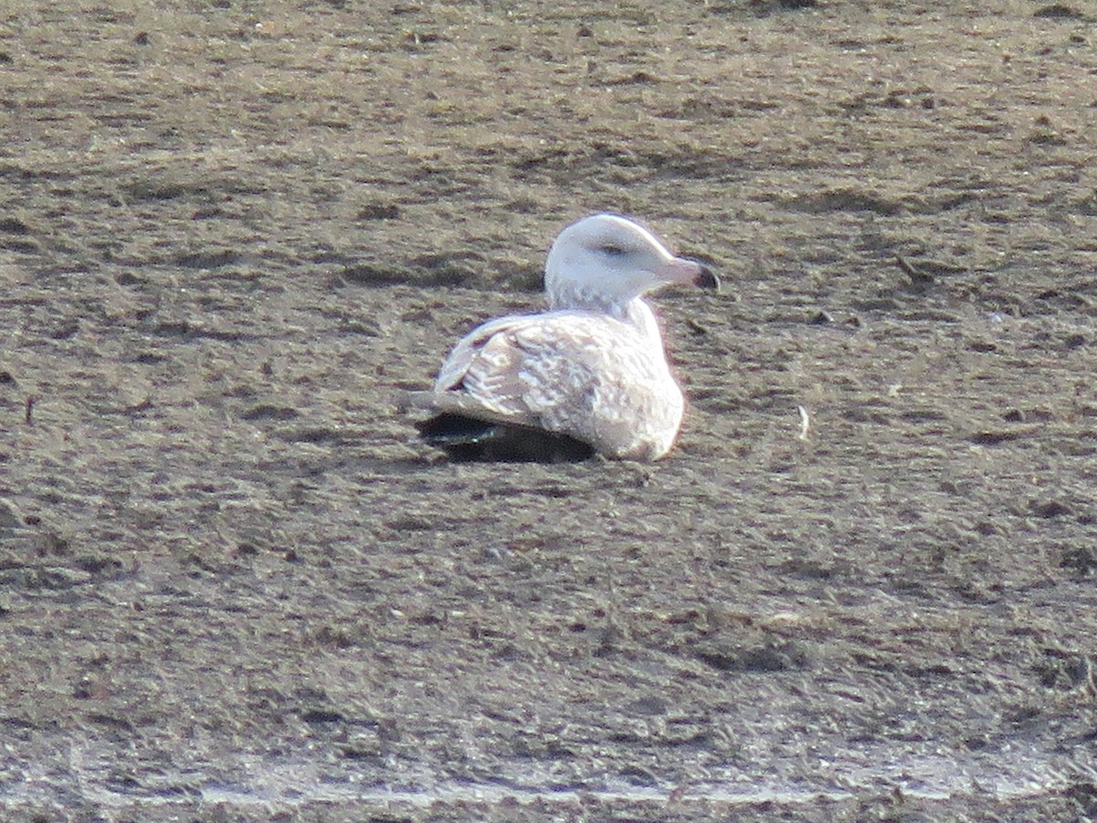 Gaviota Argéntea - ML282091231