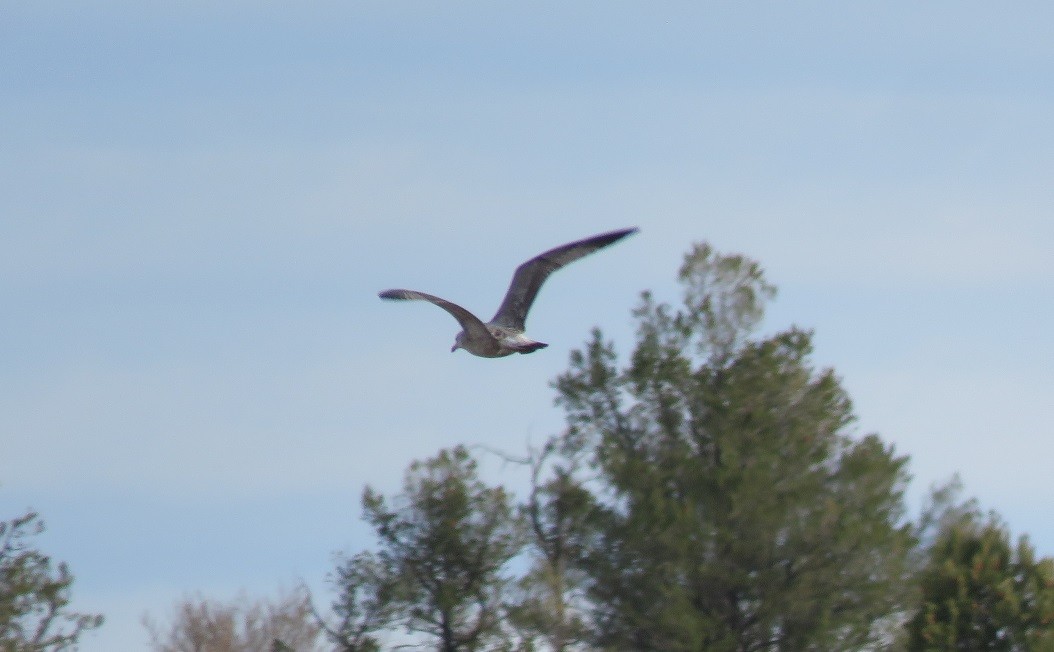 Herring Gull - ML282091261