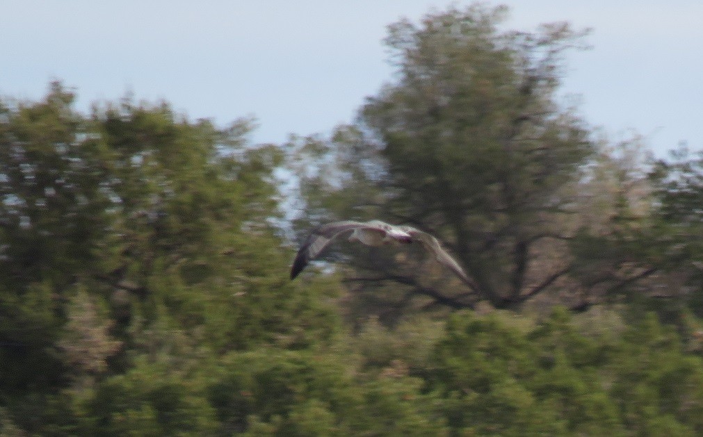 Gaviota Argéntea - ML282091301