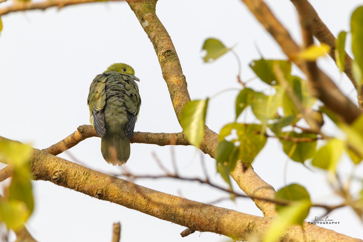 Wedge-tailed Green-Pigeon - Subhajit Khan