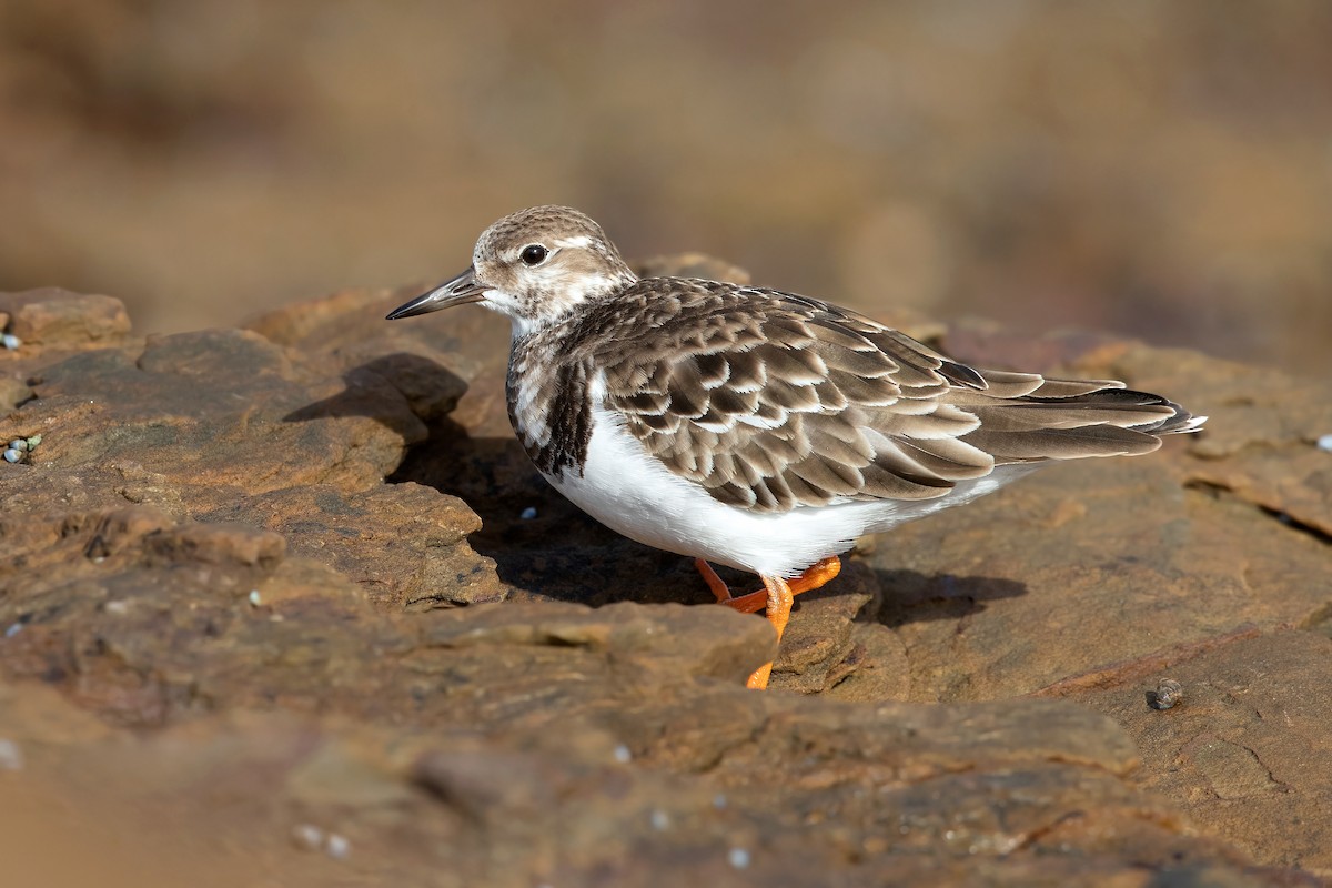 Ruddy Turnstone - David Irving