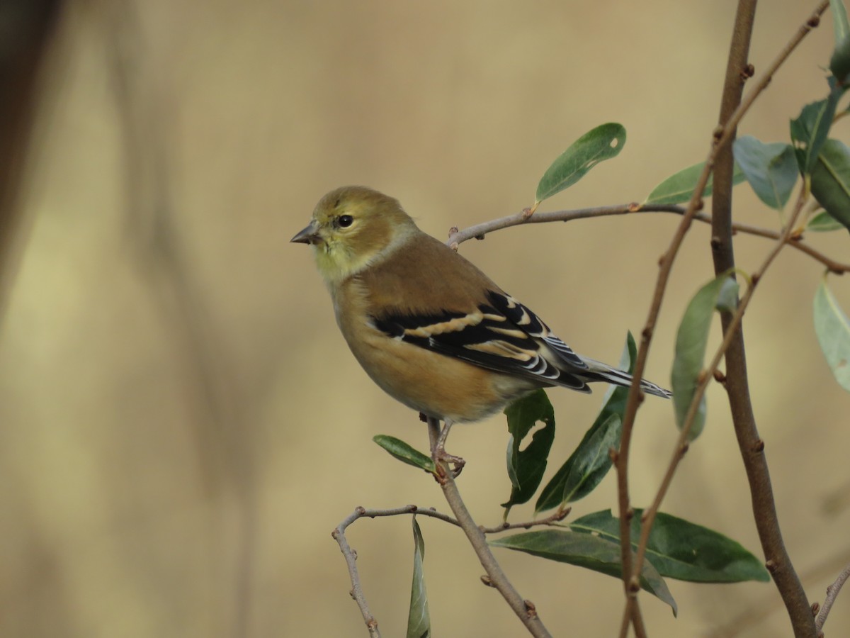 American Goldfinch - ML282092261