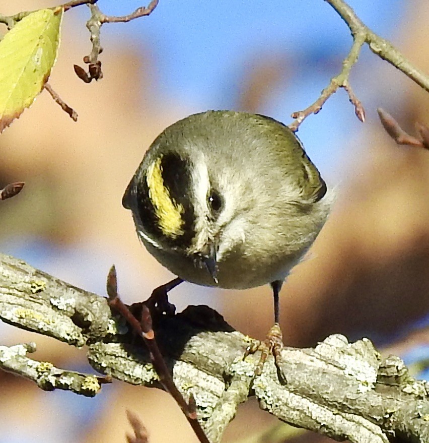 Golden-crowned Kinglet - ML282092301