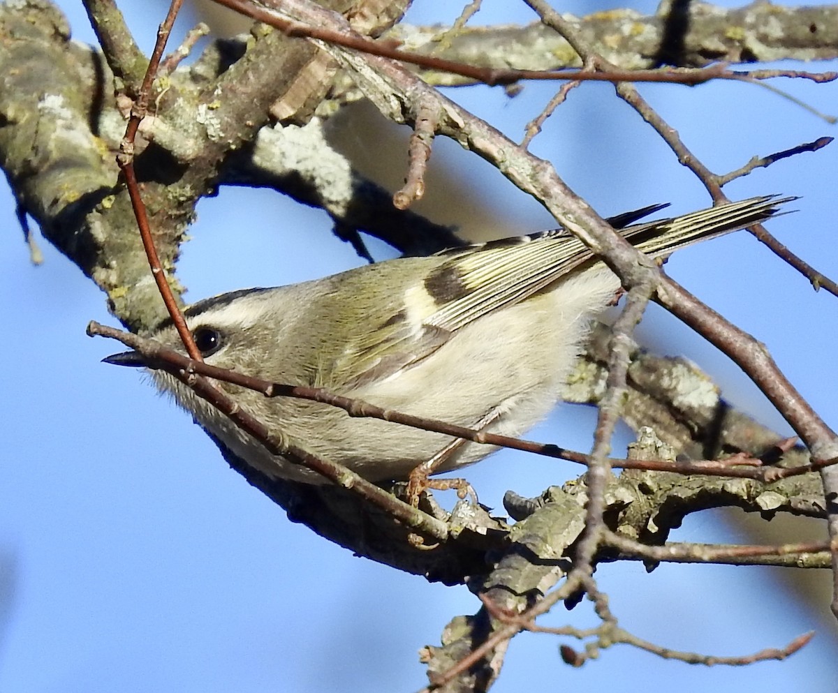 Golden-crowned Kinglet - ML282092311