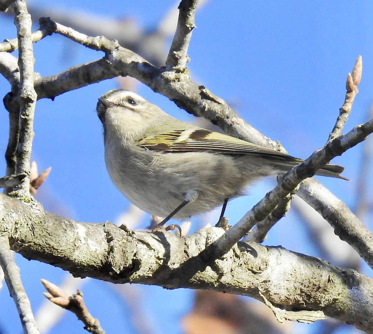 Golden-crowned Kinglet - Van Remsen