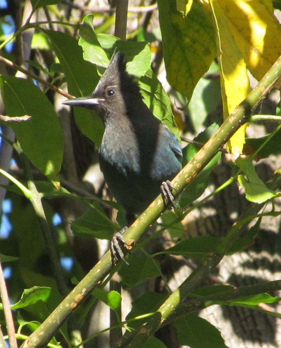 Steller's Jay - ML282092451