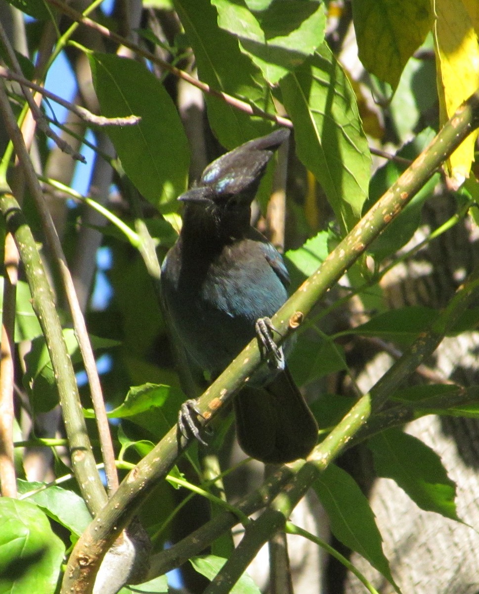 Steller's Jay - ML282092751