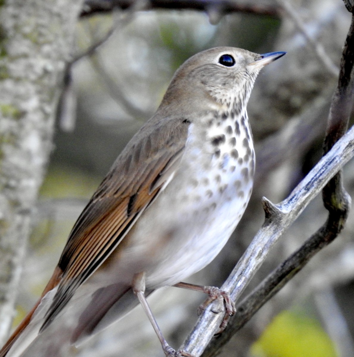 Hermit Thrush - ML282092791