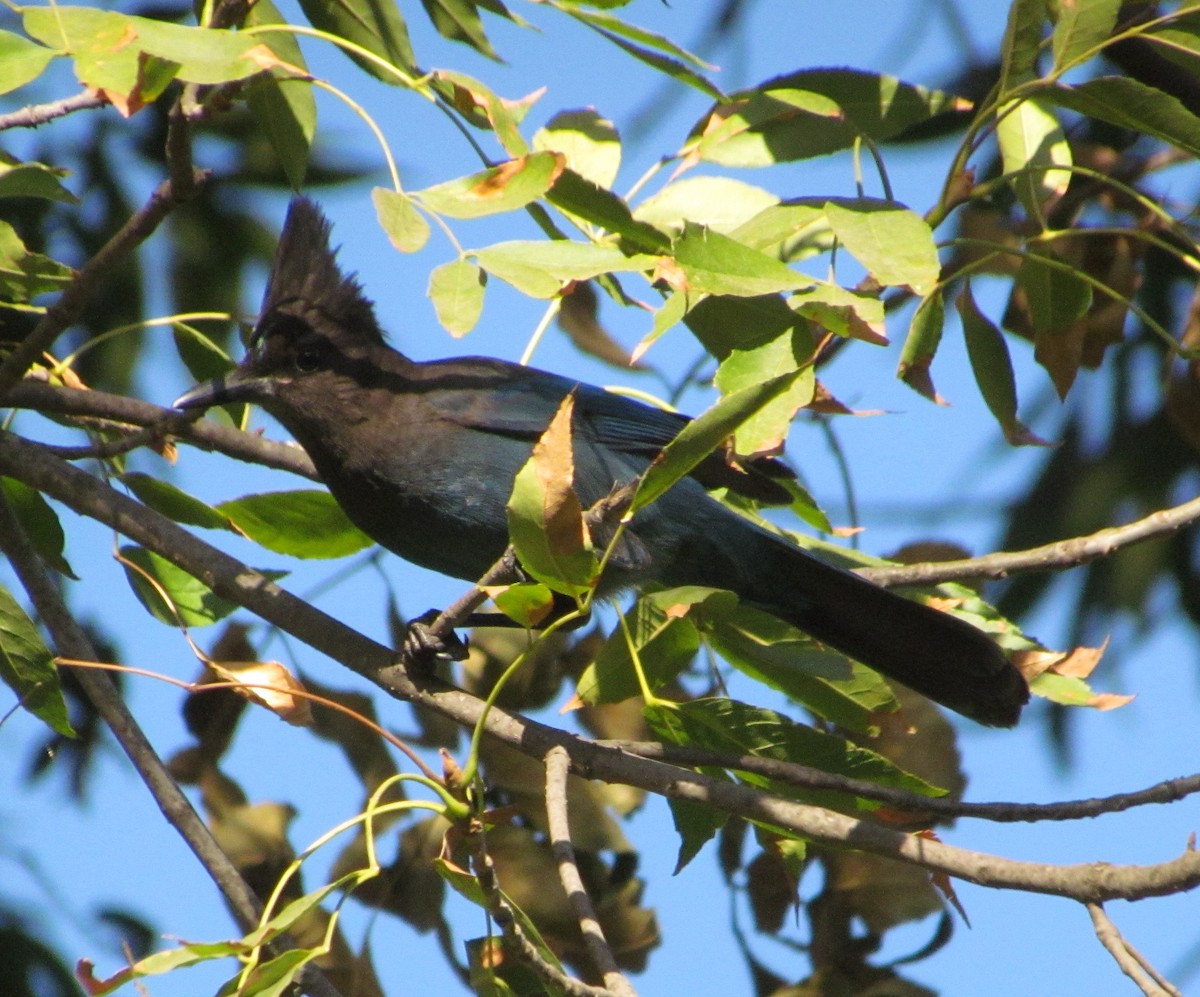 Steller's Jay - Darren Dowell