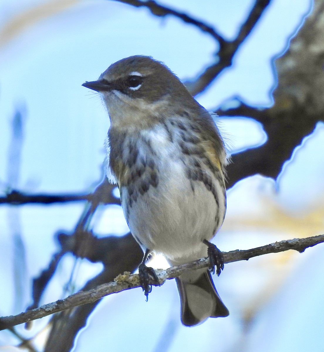 Yellow-rumped Warbler (Myrtle) - ML282093021