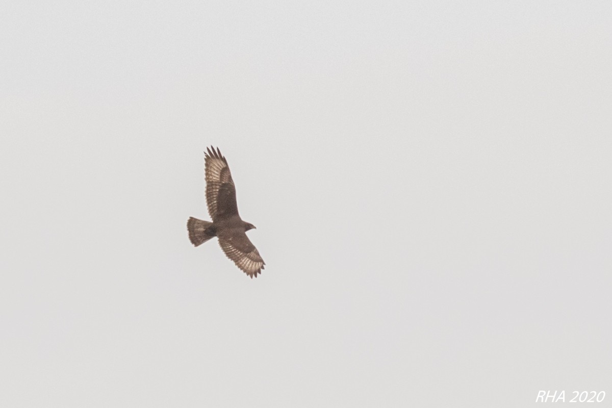 Ferruginous Hawk - ML282093071