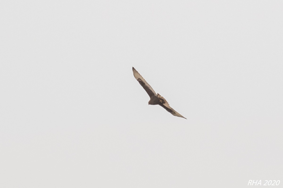 Königsbussard - ML282093081