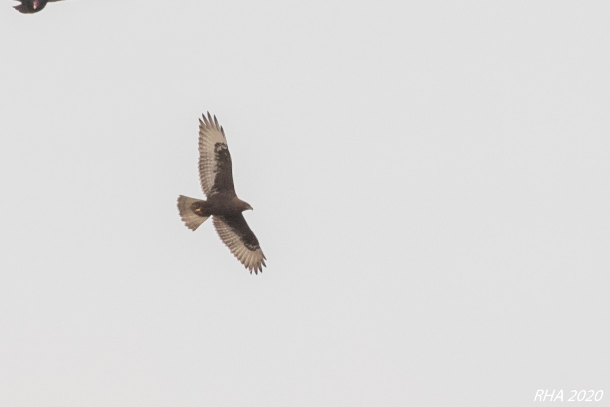 Ferruginous Hawk - ML282093121