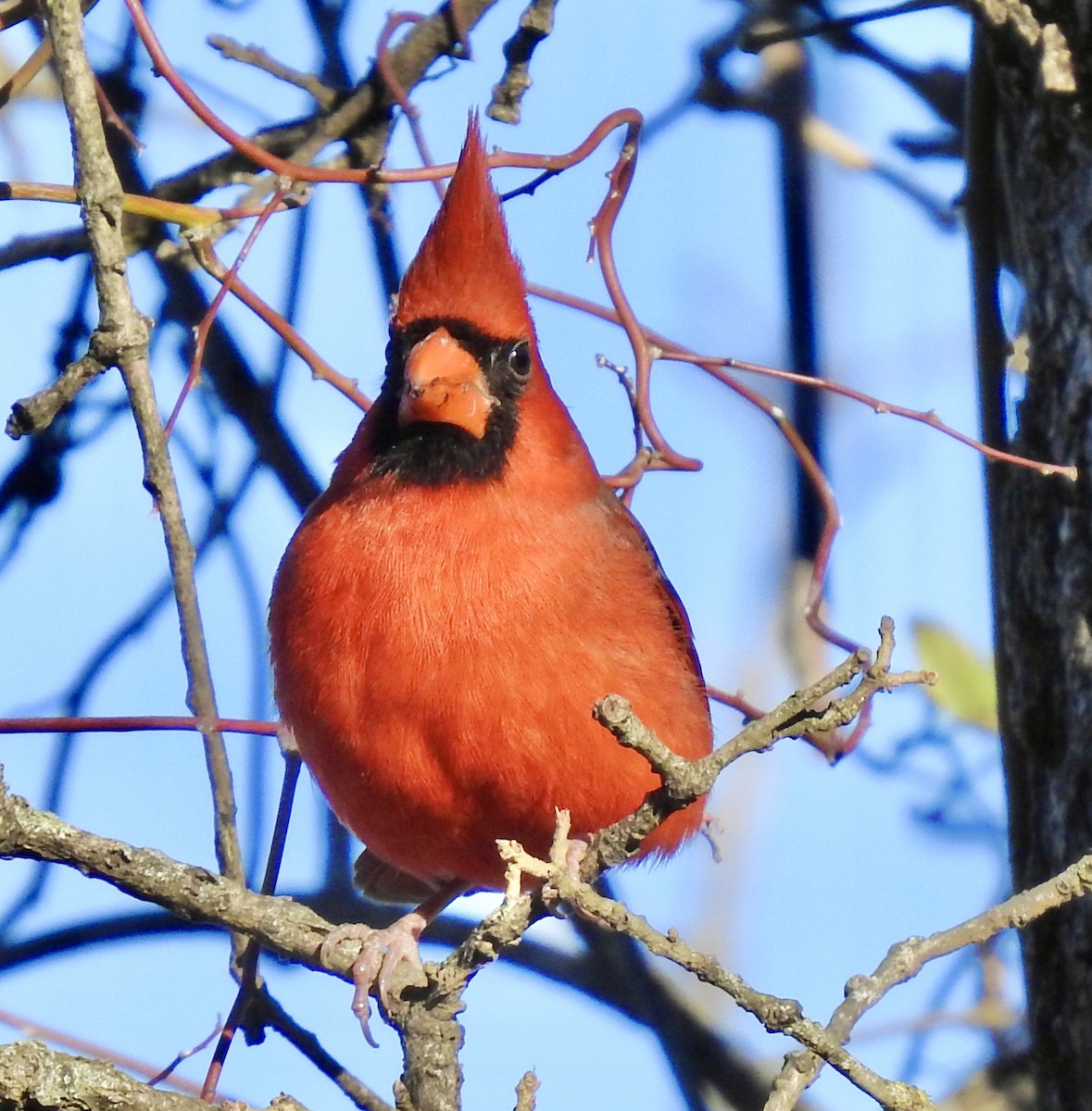 Cardinal rouge - ML282093281