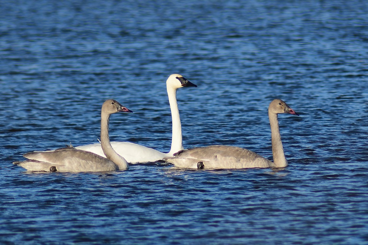 Trumpeter Swan - ML282094321
