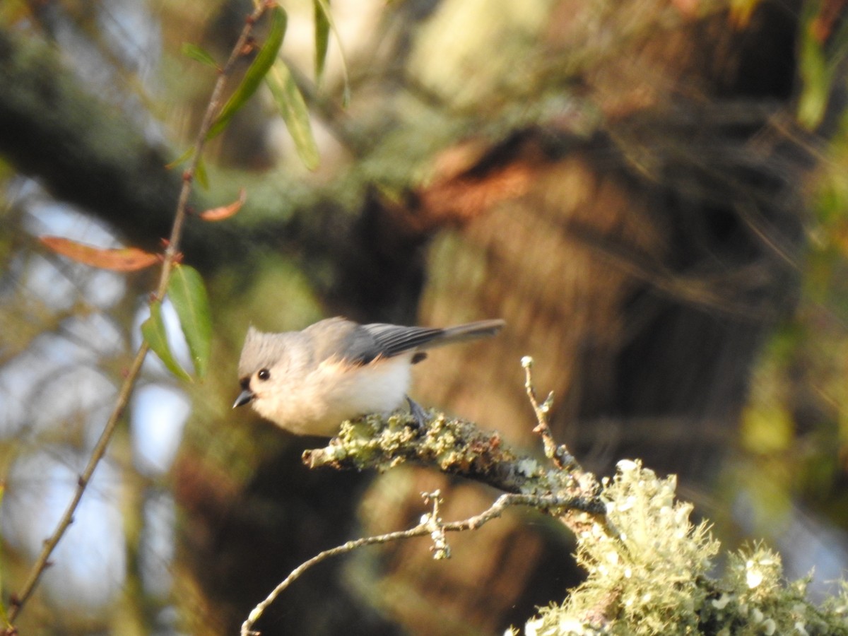 Tufted Titmouse - ML282094651