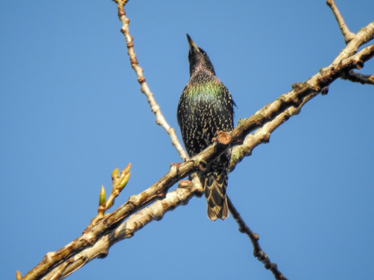 European Starling - ML282094901