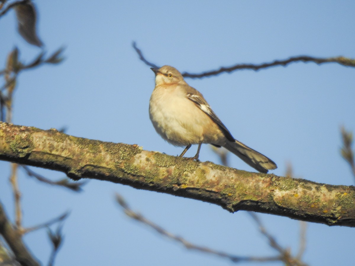 Northern Mockingbird - ML282095241