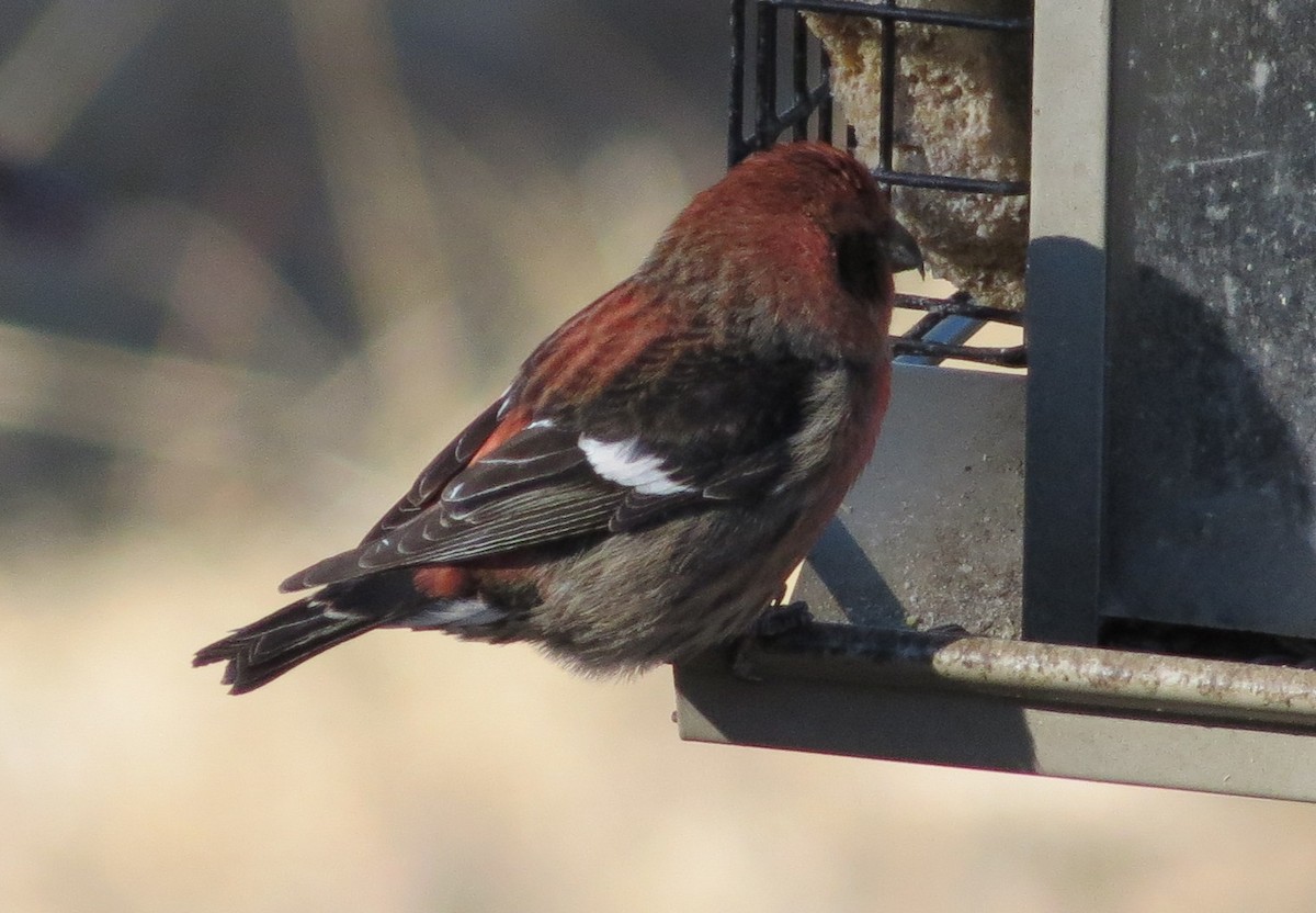 White-winged Crossbill - ML282095331