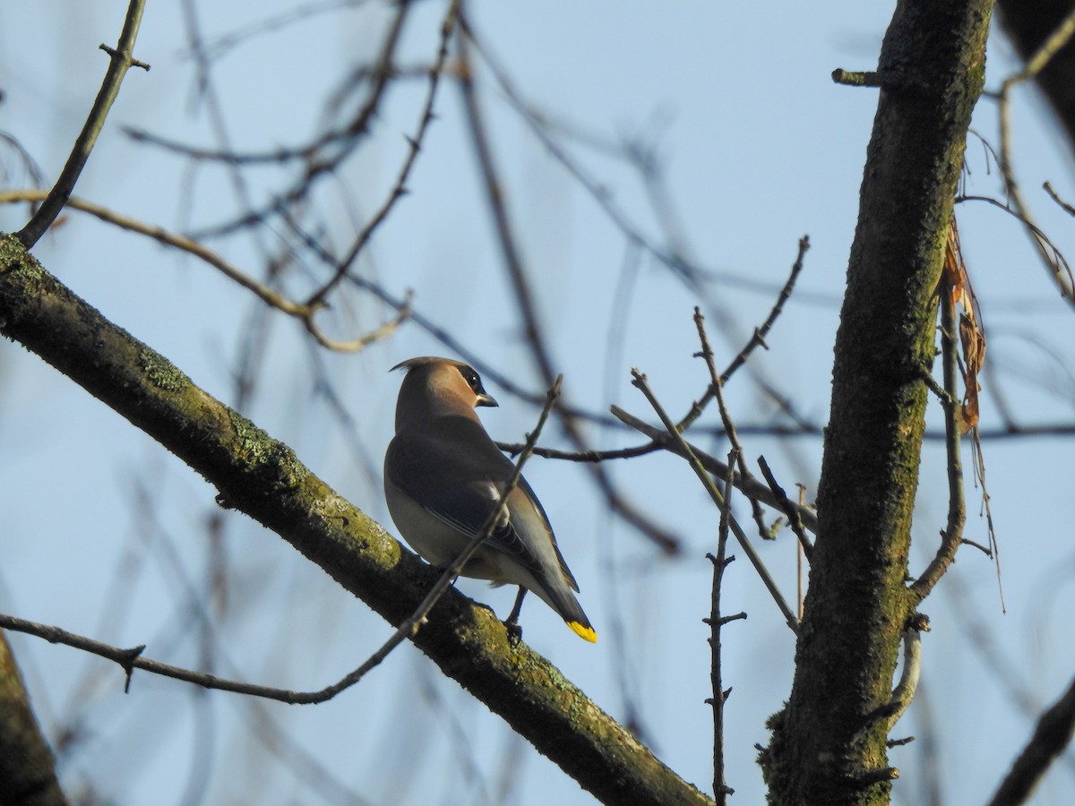 Cedar Waxwing - ML282096341