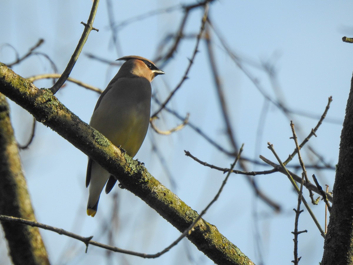 Cedar Waxwing - ML282096431