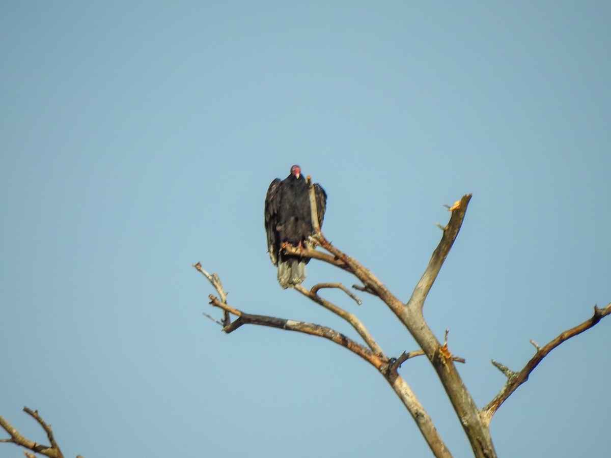 Turkey Vulture - ML282097241