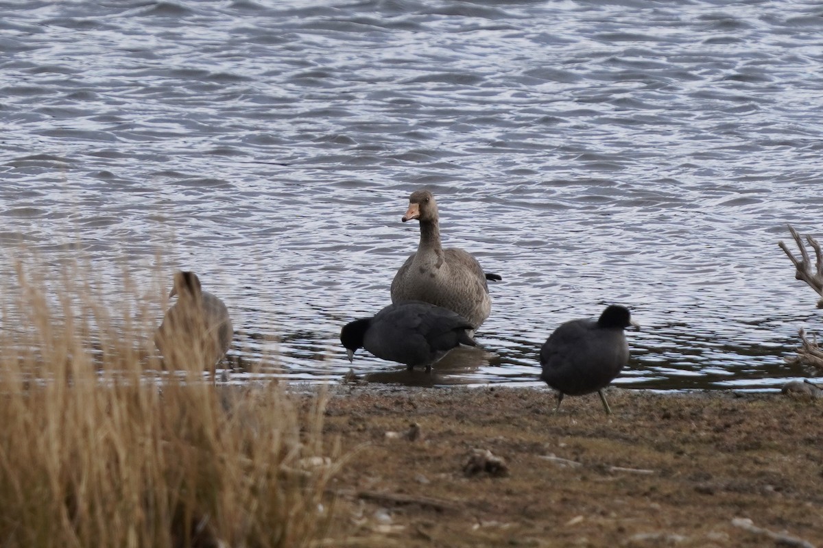 Greater White-fronted Goose - ML282099431