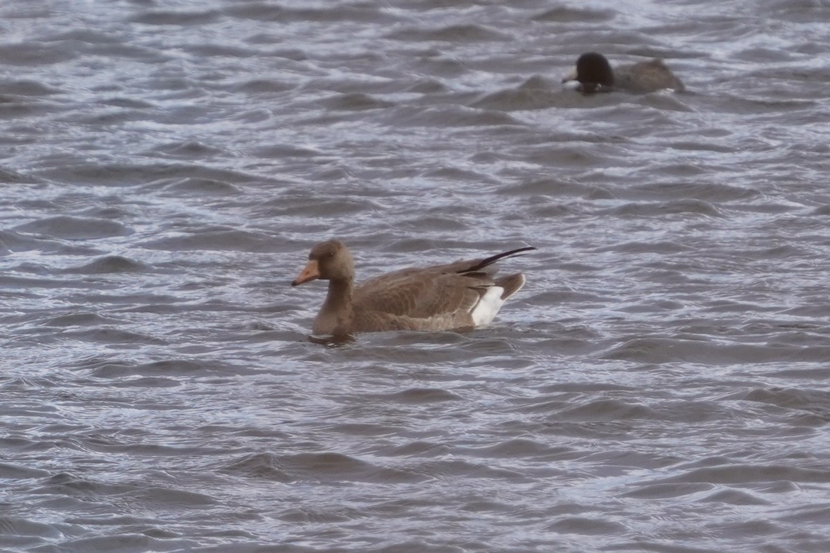Greater White-fronted Goose - ML282099481