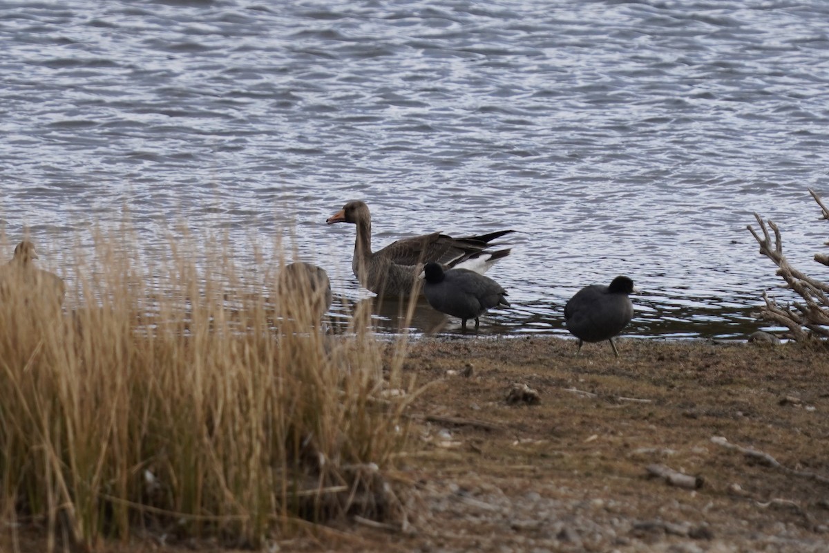 Greater White-fronted Goose - ML282099531