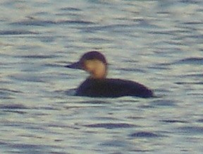 Black Scoter - ML28209971
