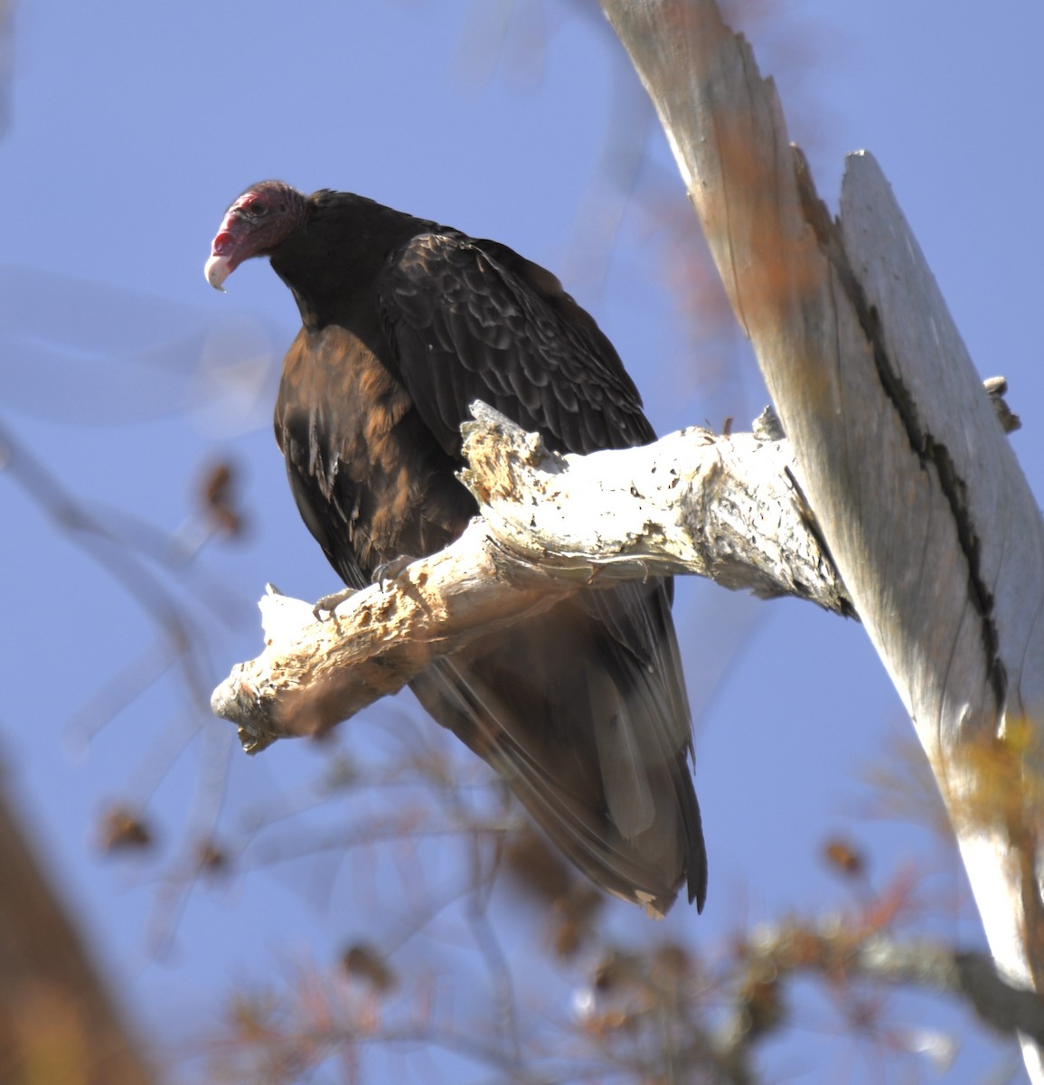Turkey Vulture - ML282100931