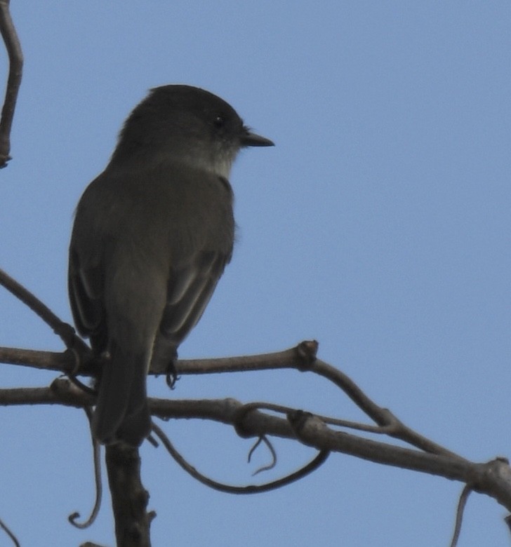 Eastern Phoebe - ML282101221