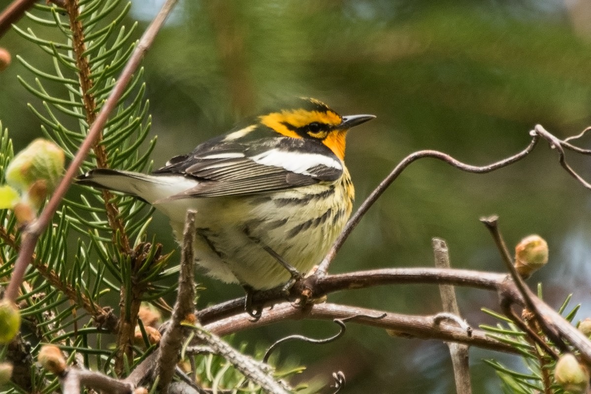 Blackburnian Warbler - Sue Barth