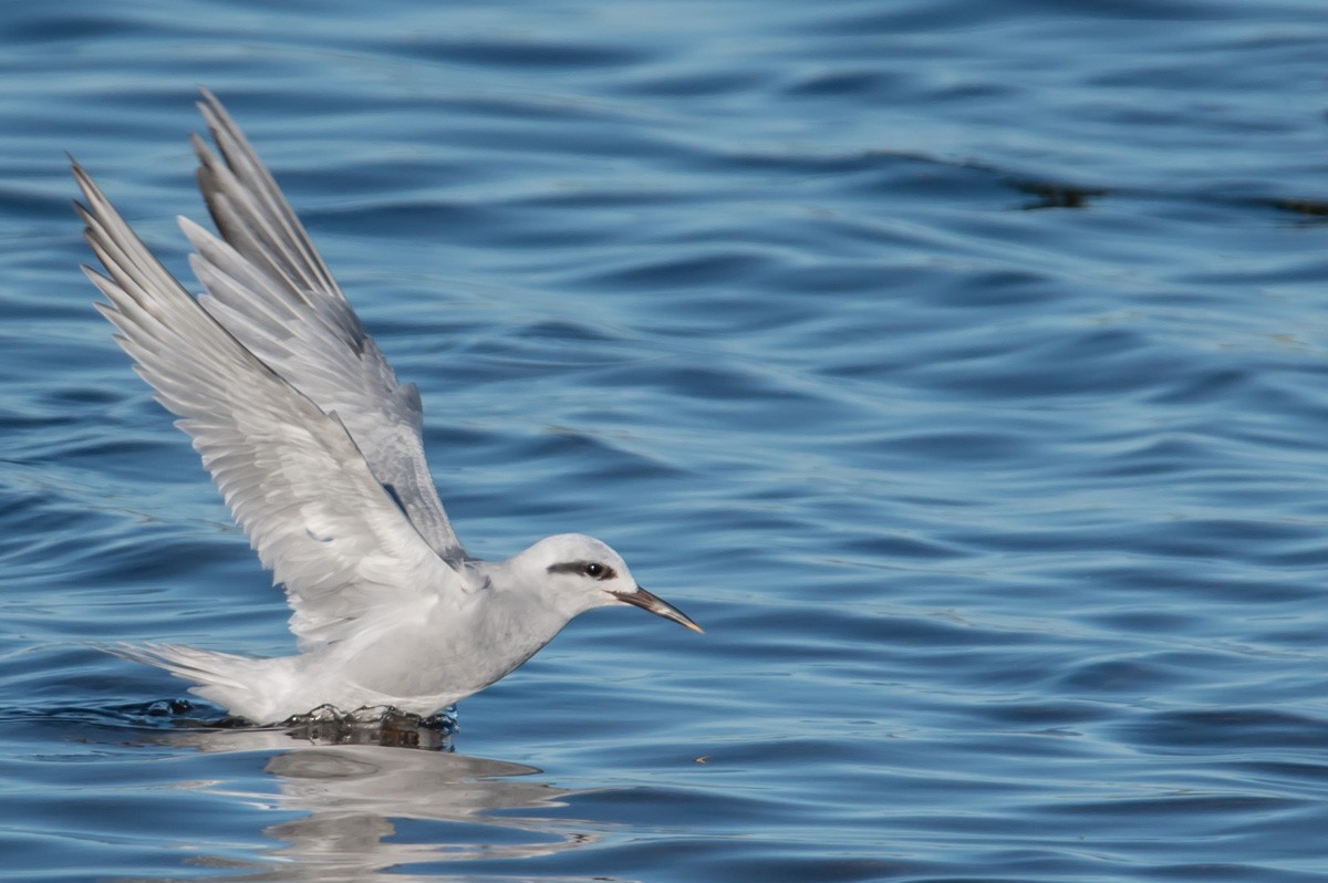 Snowy-crowned Tern - ML282105691