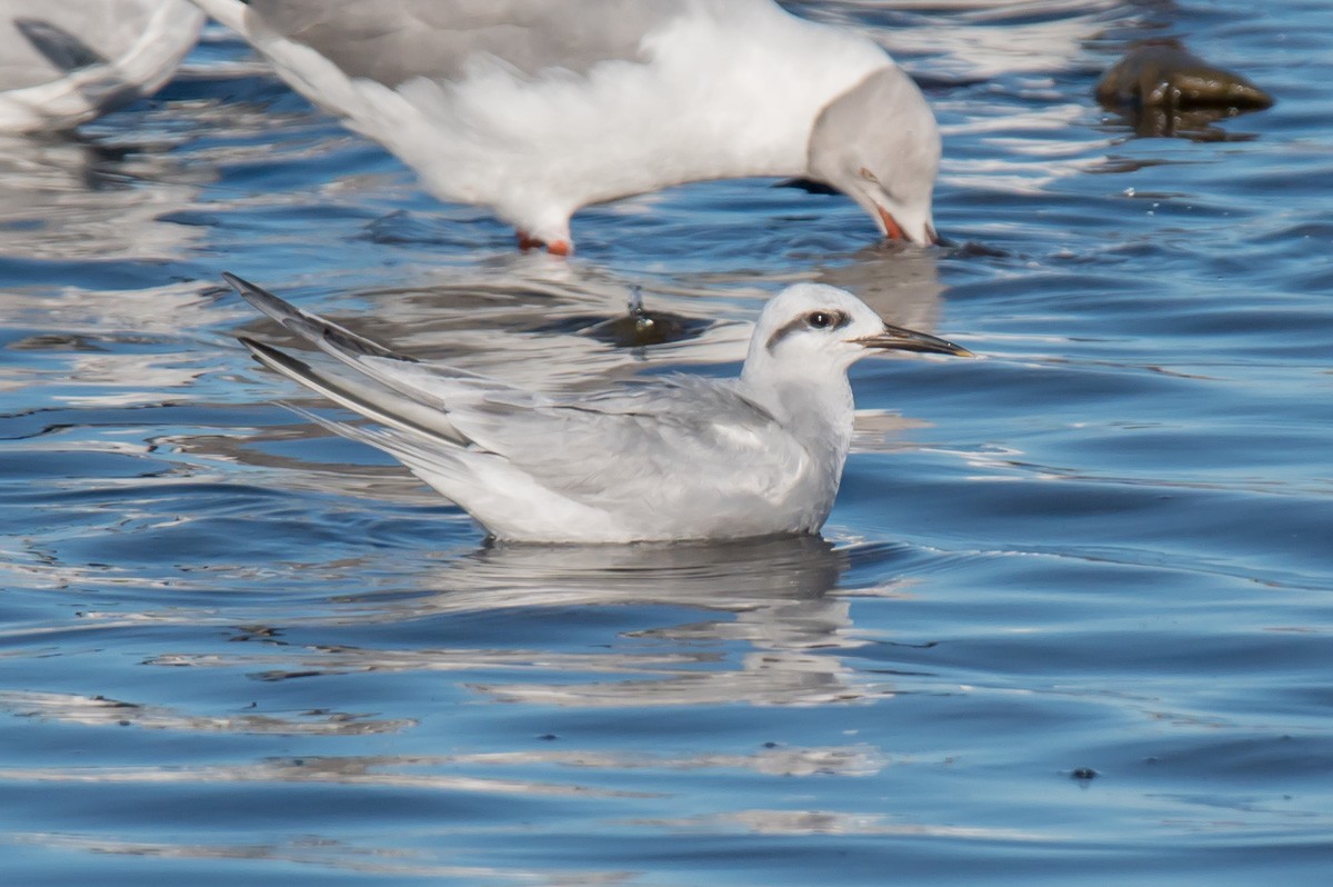 Snowy-crowned Tern - ML282105701