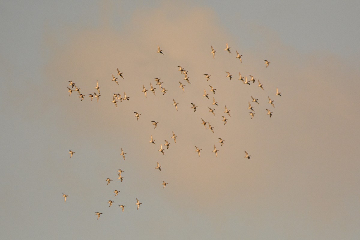 Green-winged Teal - ML282106571