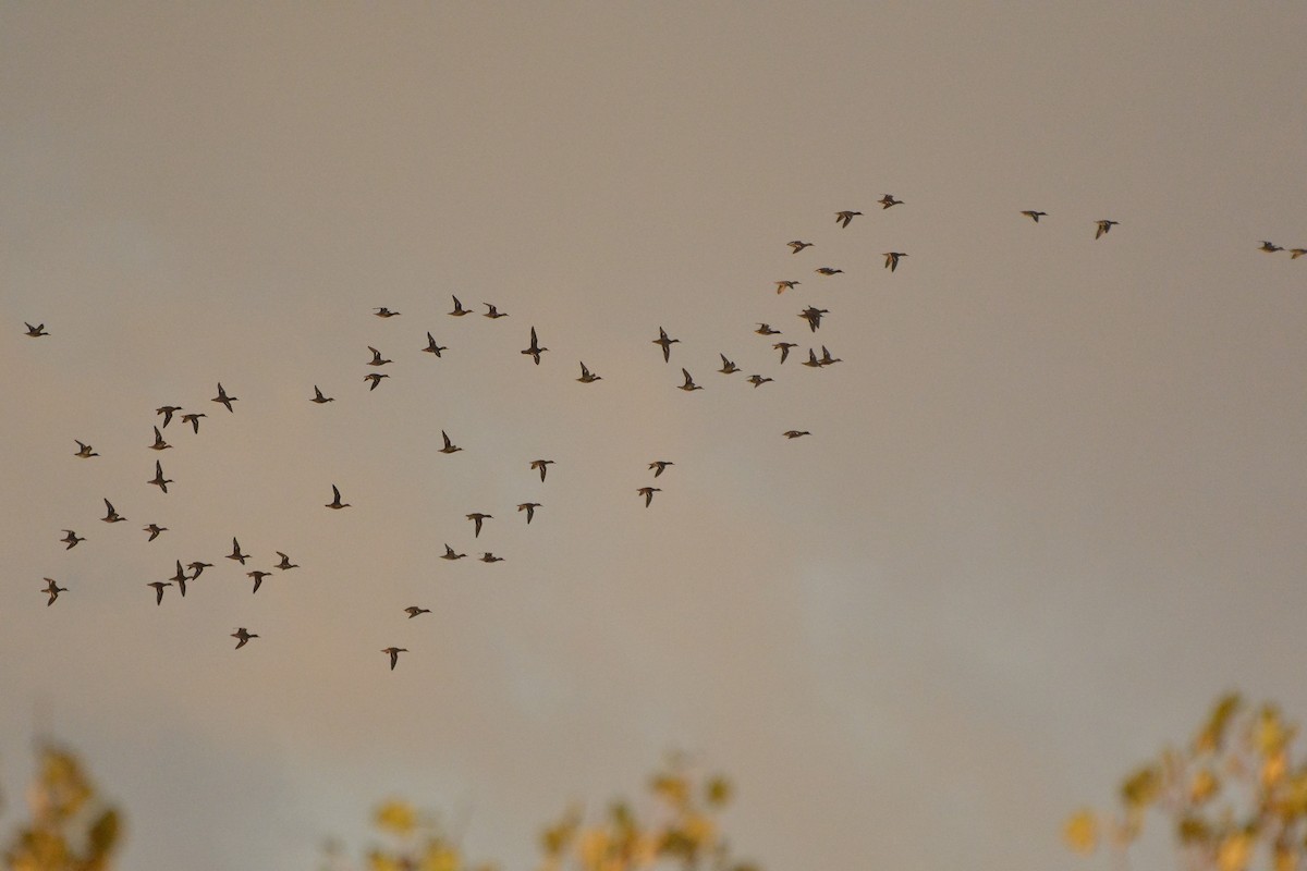 Green-winged Teal - Daniel Meeker