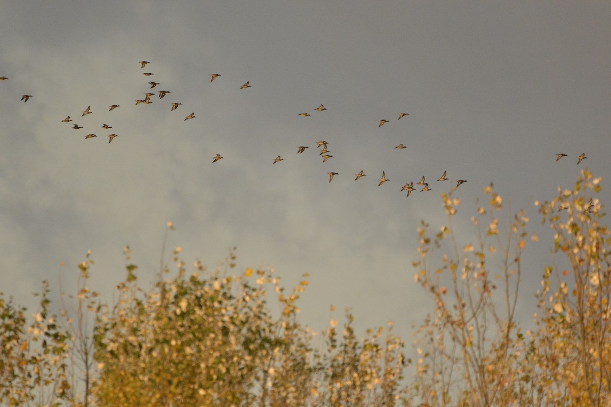 Green-winged Teal - ML282106681