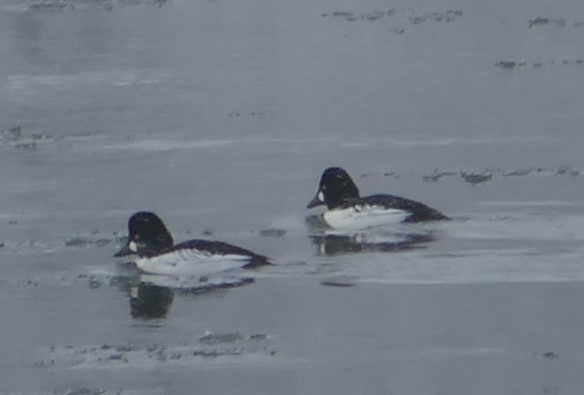 Common Goldeneye - ML282106741