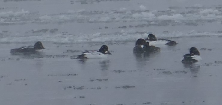 Common Goldeneye - ML282106761