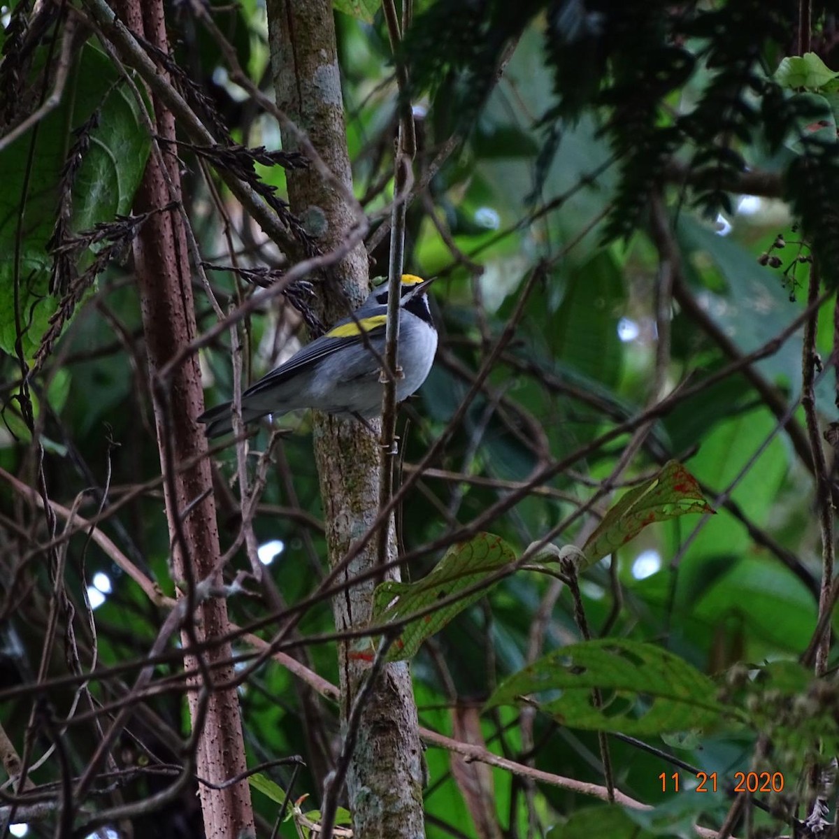 Golden-winged Warbler - ML282107261
