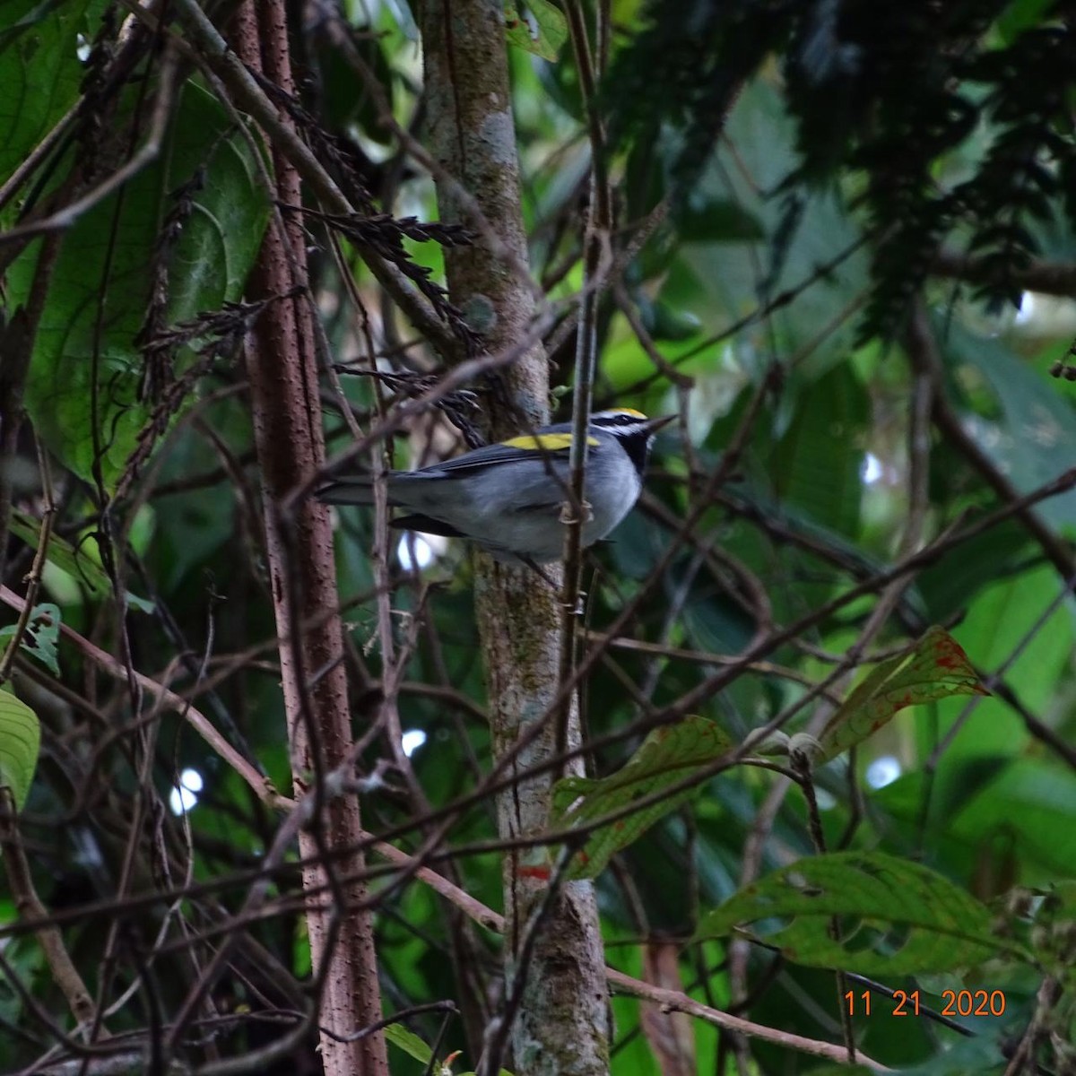 Golden-winged Warbler - ML282107301